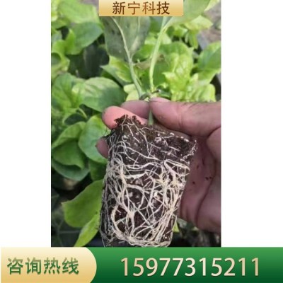 苗场出售鸡蛋果苗爬藤果树苗紫香庭院盆栽地栽苗图2