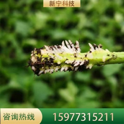 苗场出售鸡蛋果苗爬藤果树苗紫香庭院盆栽地栽苗图3