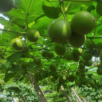 当年果罗汉果树苗地栽种子苗免费提供种植技术指导图3