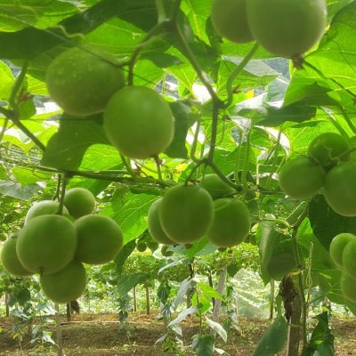 当年果罗汉果树苗地栽种子苗免费提供种植技术指导图2