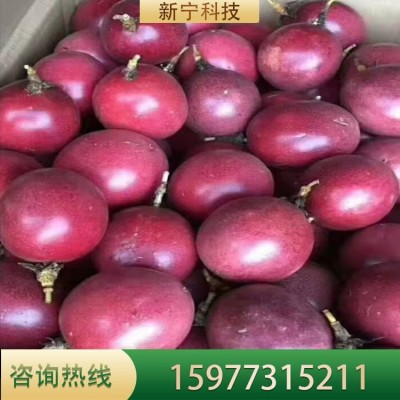 百香果苗鸡蛋果苗紫香台农黄金果树苗四季可种盆栽图2