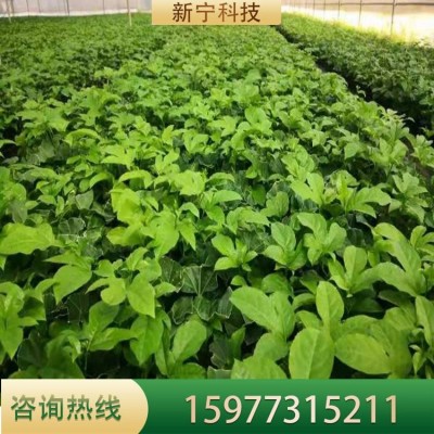 百香果苗鸡蛋果苗紫香台农黄金果树苗四季可种盆栽图3