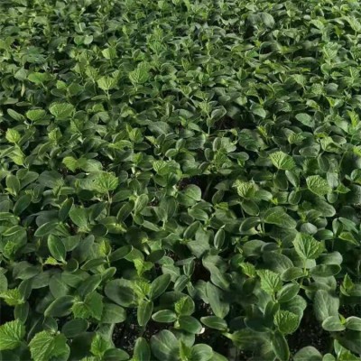 绿油亮绿瓤 质量保障 带瓜能力强 水果小黄瓜种苗 温室常年种植图3