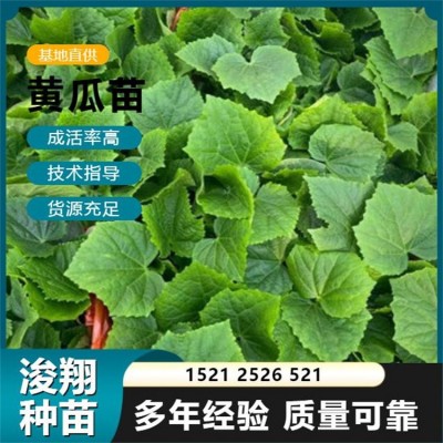 绿油亮绿瓤 质量保障 带瓜能力强 水果小黄瓜种苗 温室常年种植图2