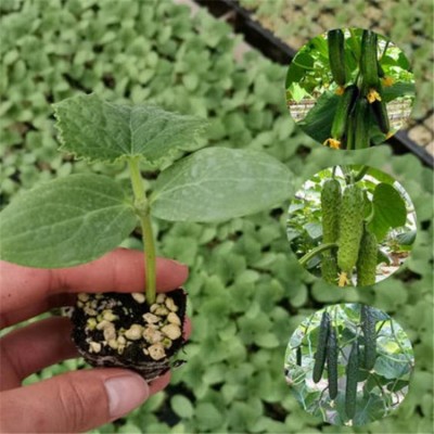 绿油亮绿瓤 质量保障 带瓜能力强 水果小黄瓜种苗 温室常年种植