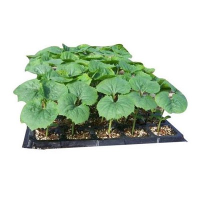 温室大棚种植 脆甜绿瓤 厂家直供 水果小黄瓜种苗 抗病高产图2