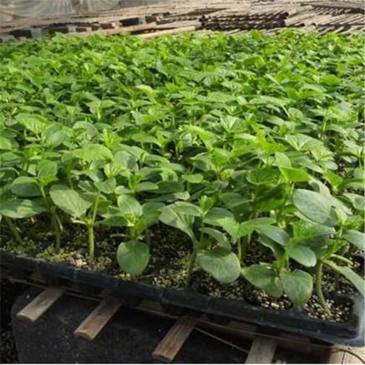 温室大棚种植 脆甜绿瓤 厂家直供 水果小黄瓜种苗 抗病高产