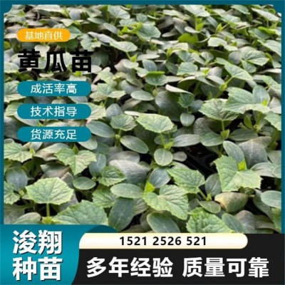 温室大棚种植 脆甜绿瓤 厂家直供 水果小黄瓜种苗 抗病高产图3