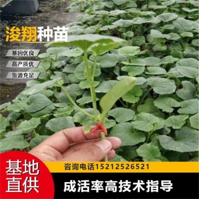 大棚种植 坐果性好 物流快速 高产量 秧苗蔬菜苗甜瓜苗图3