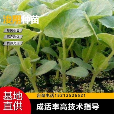 大棚种植 坐果性好 物流快速 高产量 秧苗蔬菜苗甜瓜苗图2