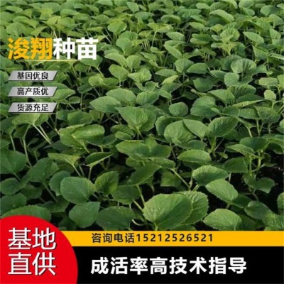 成活率高 坐果性好 规格齐全 秧苗蔬菜苗甜瓜苗 大棚培育种植图2