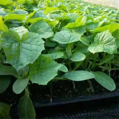 成活率高 坐果性好 规格齐全 秧苗蔬菜苗甜瓜苗 大棚培育种植图3