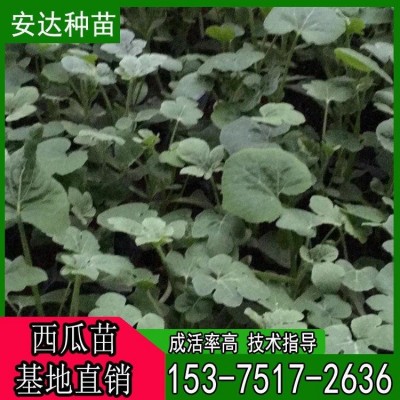 品种齐全 耐旱 温室大棚种植 美都 西瓜小苗 适应性广图3