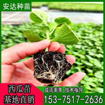 品种齐全 耐旱 温室大棚种植 美都 西瓜小苗 适应性广图2