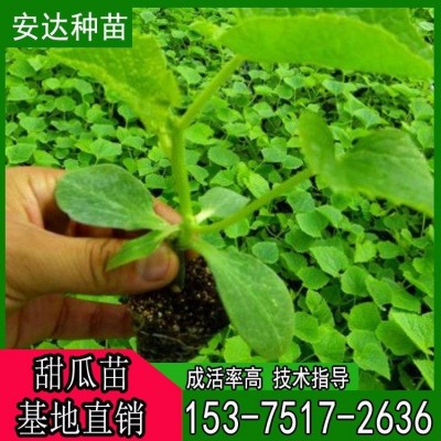 安达香瓜苗批发 甜瓜嫁接苗种植 嫁接甜瓜苗 羊角蜜种苗图3