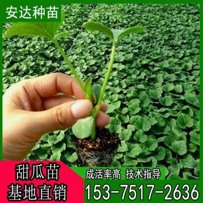 安达香瓜苗批发 甜瓜嫁接苗种植 嫁接甜瓜苗 羊角蜜种苗