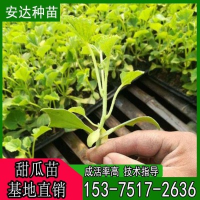安达香瓜苗批发 甜瓜嫁接苗种植 嫁接甜瓜苗 羊角蜜种苗图2