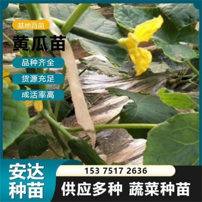抗病毒 不易弯 种类齐全 早熟嫁接黄瓜苗 适合日光温室早春茬栽种