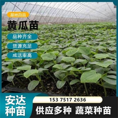 抗病毒 不易弯 种类齐全 早熟嫁接黄瓜苗 适合日光温室早春茬栽种图2