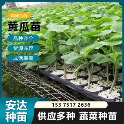 抗病毒 不易弯 种类齐全 早熟嫁接黄瓜苗 适合日光温室早春茬栽种图3