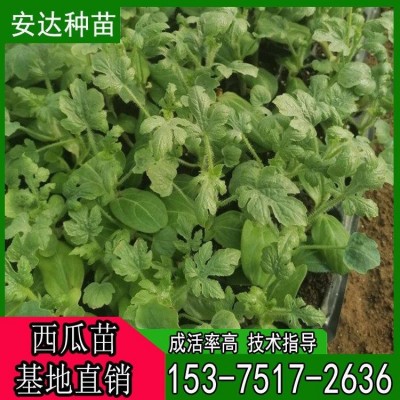 麒麟8424 西瓜嫁接苗 基地 美都西瓜苗 大棚种植 专业嫁接 甜度高图2