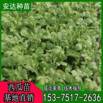 麒麟8424 西瓜嫁接苗 基地 美都西瓜苗 大棚种植 专业嫁接 甜度高图3