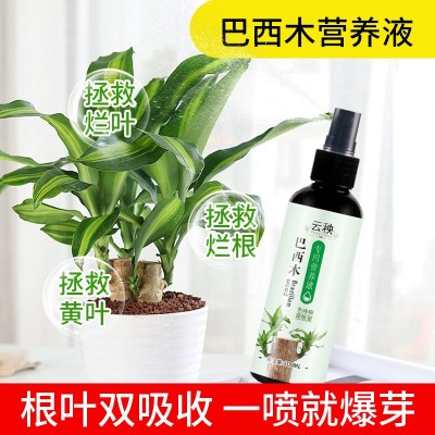 植物家用养花肥料巴西木专用型营养液盆栽幸运木促芽促根水养水培