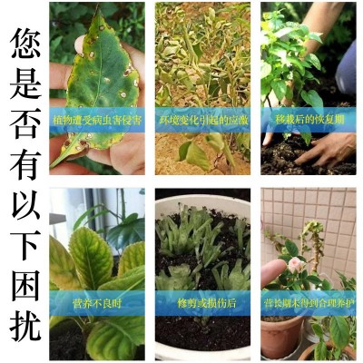 植物复活液 解决植物黄叶 半死不活急救土培水培盆栽花卉等复活剂图5