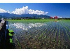 日本遭遇“米荒危机”！中国农业该如何突围