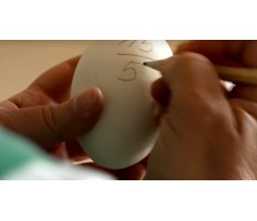 鹅的一生｜现代化养殖和生产鹅蛋和鹅肝鹅绒