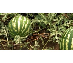 现代农业之——美国西瓜的种植、收获及加工（老王讲糖系列视频)