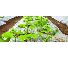 羊角蜜种植管理技术要点