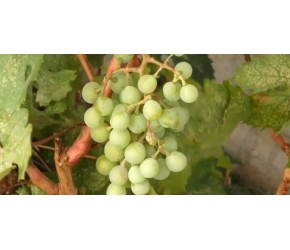 葡萄种植技术-葡萄膨大处理注意事项