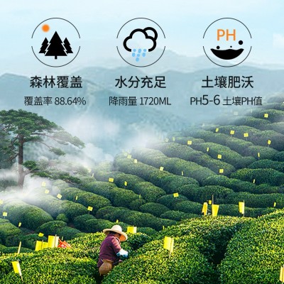 2025新茶明前特级茶叶高山毛尖绿茶安徽春茶叶自己喝500 g散装批发图2