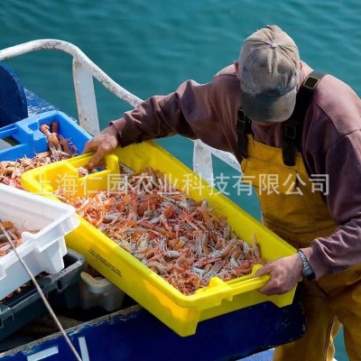 爱尔兰海鳌虾3kg 原装进口刺身级深海鳌虾批发超低温刺身速冻海虾图2