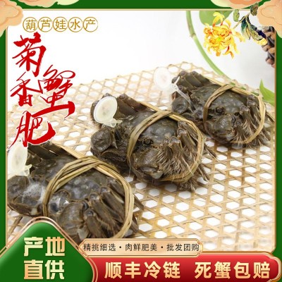 新品螃蟹 现货特大鲜活大闸蟹 葫芦娃水产 精品大闸蟹图4