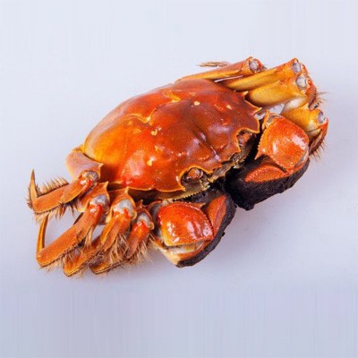 满黄全母鲜活大闸蟹 10只特大母螃蟹现货镇发海鲜水产礼盒图2