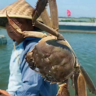 活蟹全母大闸蟹螃蟹满黄鲜活大闸蟹现货 母螃蟹满黄海鲜水产图4