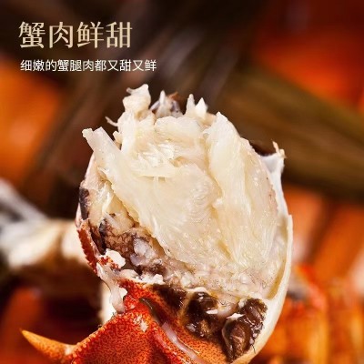 活蟹全母大闸蟹螃蟹满黄鲜活大闸蟹现货 母螃蟹满黄海鲜水产图2