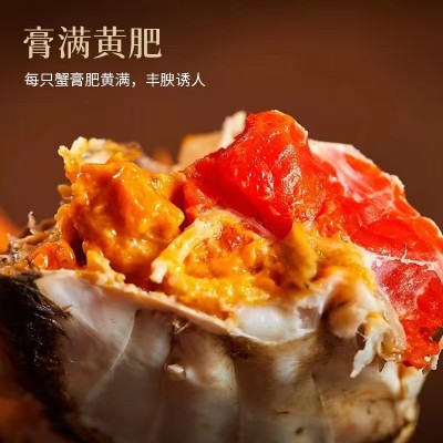 活蟹全母大闸蟹螃蟹满黄鲜活大闸蟹现货 母螃蟹满黄海鲜水产图3