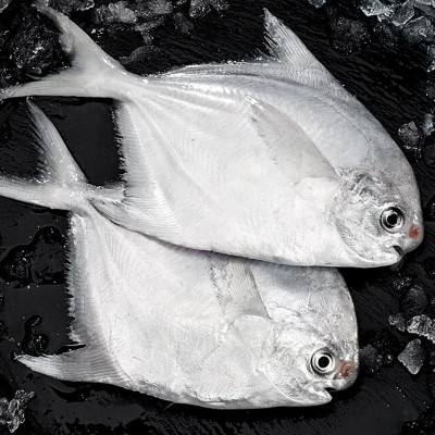 海捕小鲳鱼新鲜银鲳鱼速冻海鲜斤海鱼水产白鱼特大号海捕野生图4