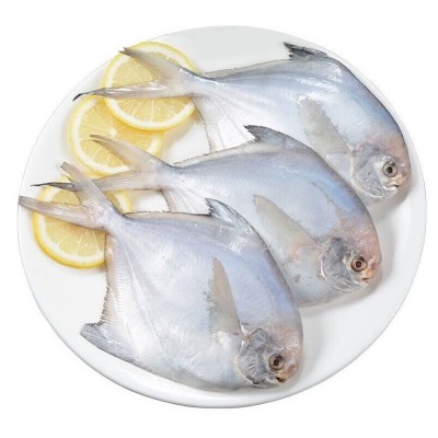 海捕小鲳鱼新鲜银鲳鱼速冻海鲜斤海鱼水产白鱼特大号海捕野生图5