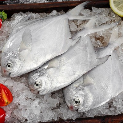 海捕小鲳鱼新鲜银鲳鱼速冻海鲜斤海鱼水产白鱼特大号海捕野生图2