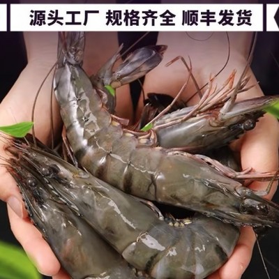 新鲜黑虎虾大虾水产越南草虾速冻活虾500克厂家直发 货源充足图2