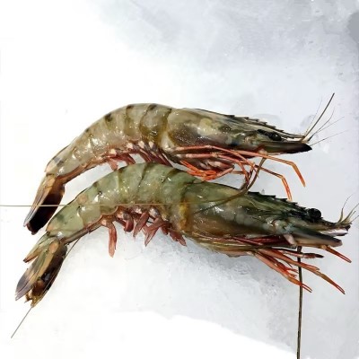 新鲜黑虎虾大虾水产越南草虾速冻活虾500克厂家直发 货源充足图4
