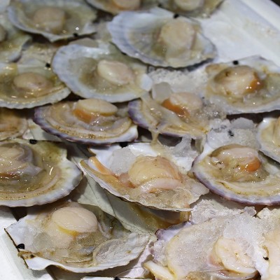 供应海鲜水产新鲜元贝大扇贝烧烤专用食材海鲜鲜活家庭商用元贝图3