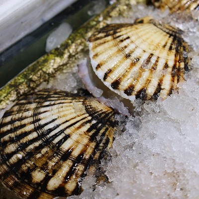 供应海鲜水产新鲜元贝大扇贝烧烤专用食材海鲜鲜活家庭商用元贝图4