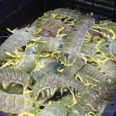 松发水产鲜活泰式生腌呛大虾开背去虾线无皮虾泰国富贵虾可生食用图2