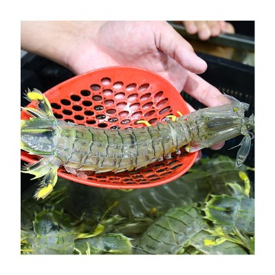 松发水产鲜活泰式生腌呛大虾开背去虾线无皮虾泰国富贵虾可生食用图4