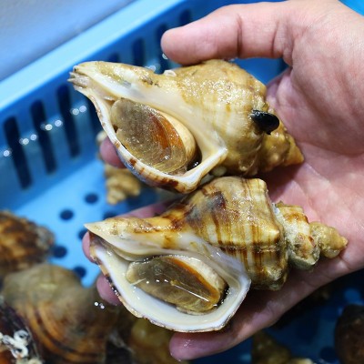 供应海鲜水产海螺鲜活大海螺新鲜野生大中小肥海螺贝类海鲜批发图5